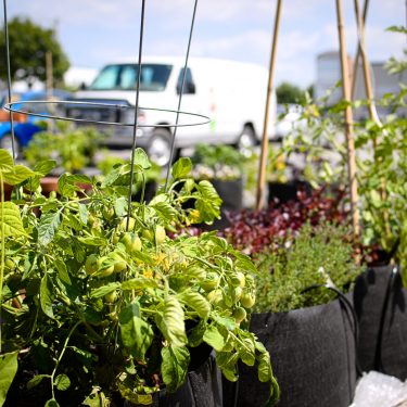 Rangée de pots débordant de fines herbes et de plants de tomates. À l'arrière, on aperçoit l'éconolingue blanche des Urbainculteurs.