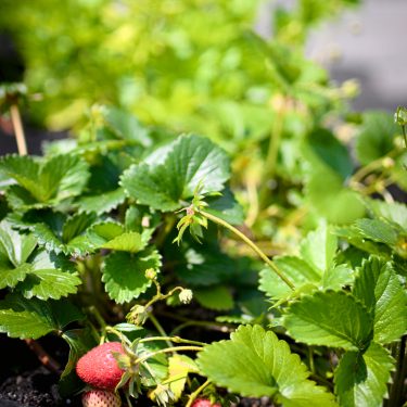 Plants de fraises