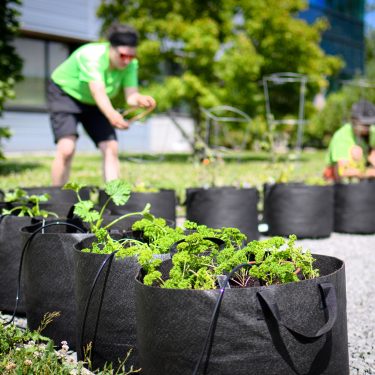 Deux horticultrices sont en train de mettre en place une rangée de pots en géotextile formant un U, sur une portion de terrain recouverte de gravier, entourée de gazon.