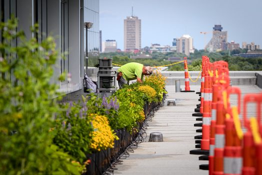 Un horticulteur est penché sur une rangée de pots cultivés, sur une toiture. À l'arrière-plan, on aperçoit des immeubles de la ville de Québec, dont le Concorde.