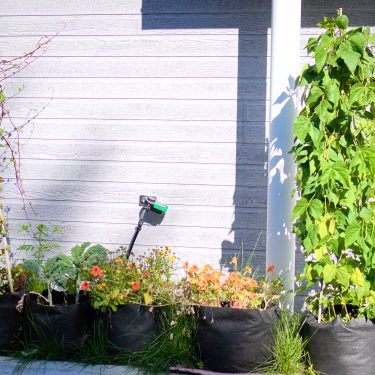 Alignement de pots devant un bâtiment, remplis de végétaux dont des haricots grimpants.