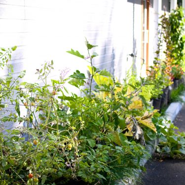 Alignement de pots devant un bâtiment, remplis de végétaux dont un plant de tomates cerises.
