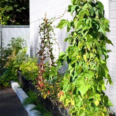 Un alignement de pots devant un bâtiment regorge de plantes vertes, dont des haricots grimpants.