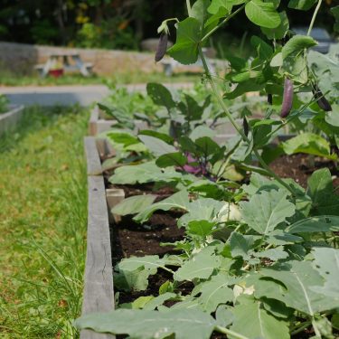 lit de culture en bac avec haricots et crucifères