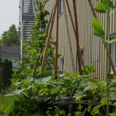 tipis d'haricots en smart pot