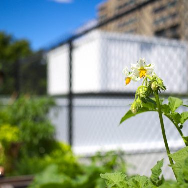 Gros plan sur une fleur de patate. À l'arrière, une clôture métallique et un immeuble.