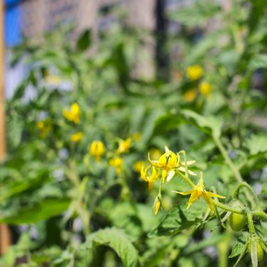 Gros plan sur une fleur de tomate