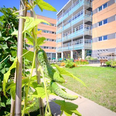 Deux cornichons pendant d'un plant grimpant dans une cour. Un bâtiment de quelques étages forme l'arrière-plan.