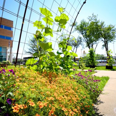 Un plant de courge grimpe dans un treillis métallique, derrière de petits buissons de fleurs. On aperçoit un bâtiment à l'arrière.