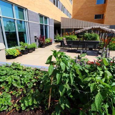 Diverses plantes, dont de l'agastache et des fraises, poussent dans différents bacs de culture disposés dans la cour d'un bâtiment. Une balançoire est placée au centre de la cour.