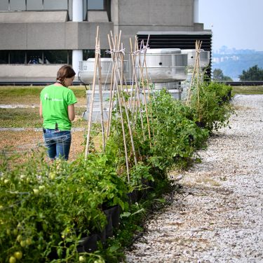 Une horticultrice observe une rangée de pots remplis de végétaux sur une toiture végétalisée.
