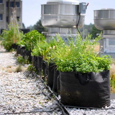Une rangée de pots remplis de végétaux est disposée sur une toiture végétalisée.