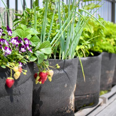 Gros plan sur une rangée de pots en géotextile remplis de végétaux. Des pensées, des fraises et des fines herbes y croissent.