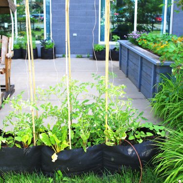 Des plants de tomates poussent dans un grand pot de géotextile. À l'arrière, on aperçoit davantage de bacs de culture et une balançoire.