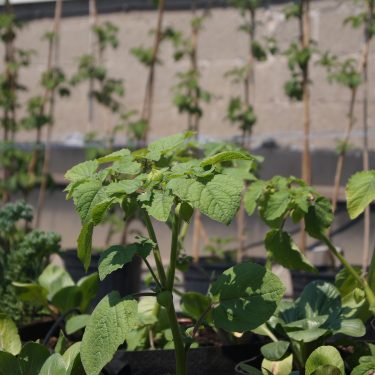 Un plan de cerises de terre. À l'arrière-plan, des framboisiers.