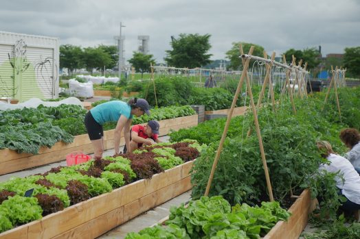 Quatre bénévoles s'affairent dans les jardins, qui regorgent de laitues colorées et de plants de tomates.