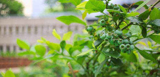 Gros plan sur un bleuetier chargé de fruits encore verts.