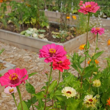 Gros plan sur des fleurs roses. En arrière plan, des lits de culture en bois.