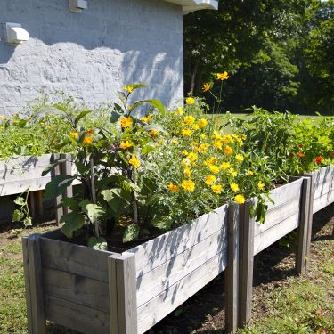 Des bacs en bois avec des plants de légumes et de fleurs devant une bâtisse en brique grise.