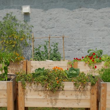 Deux rangées de bacs de cultures en bois remplis de plants de fleurs et de légumes, dont certains sont tuteurés, devant une bâtisse en brique grise.