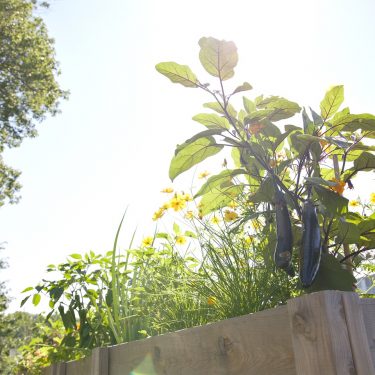 Un plant d'aubergine et des fleurs dans un bac de culture en bois.