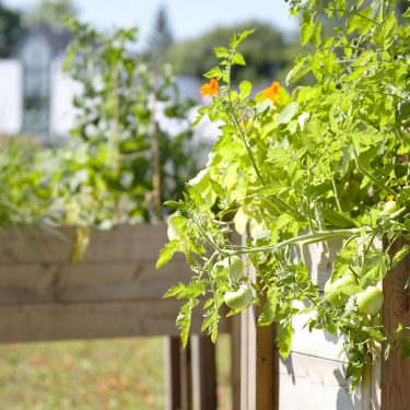 Au premier plan, un plant de tomate dans un bac en bois. Un autre bac de culture en bois à l'arrière-plan.