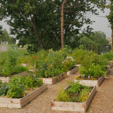Plusieurs bacs de culture en bois en pleine terre avec du paillis de bois entre les rangées