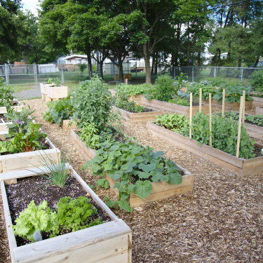 Jardin communautaire comptant des lits de culture en bois au sol sur du paillis de cèdre