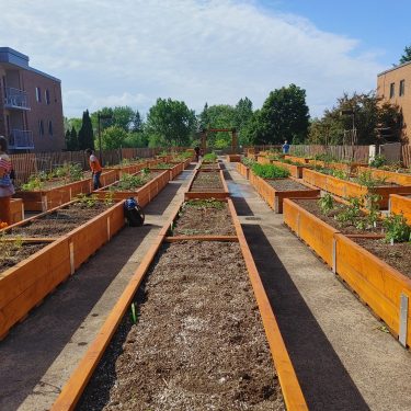 Au milieu de rangées de longs bacs en bois teint remplis de terreau. Certains ont des végétaux.