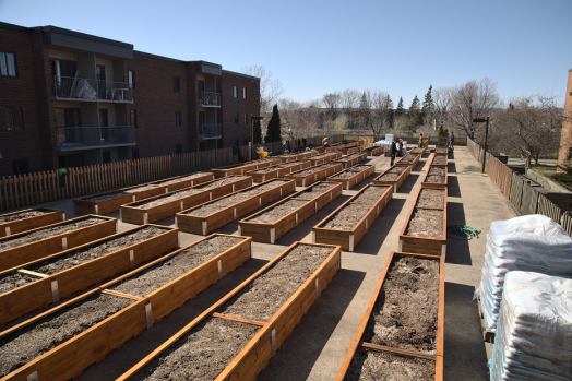 Six rangées de longs bacs de cultures en bois teint. Un immeuble en arrière plan.