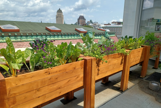 Bacs de culture avec légumes feuilles et fleurs devant une vue de la ville de Québec. On voit le Château Frontenac.
