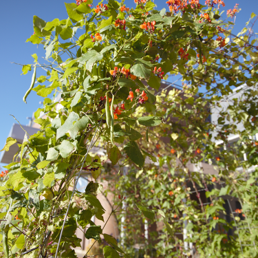Gros plan sur les végétaux qui grimpent sur une arche. Des bacs en bois en arrière plan