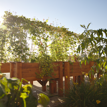 Plan de côté d'une arche végétale reliée à des bacs de jardin en bois