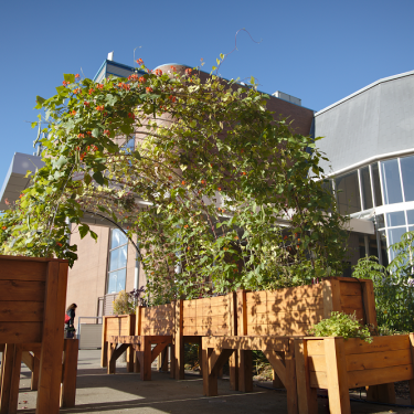 Plan en plonger d'une arche végétale reliée à des bacs de jardin en bois
