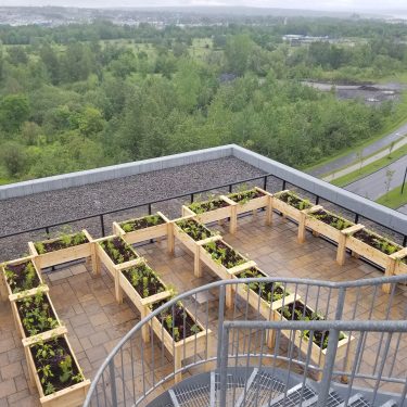 Une bonne vingtaine de bacs surélevés en bois, remplis de terre et contenant des végétaux, sont alignés sur la toiture d'un bâtiment de plusieurs étages de hauteur.