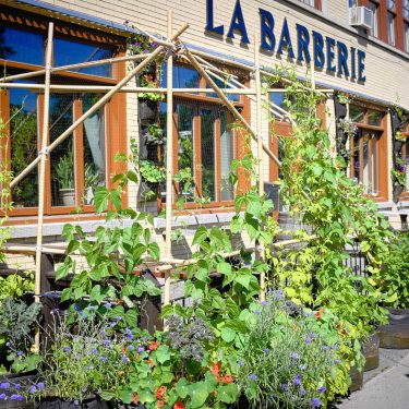 Terrasse de La Barberie, entourée de plantes en pots, dont des plantes grimpantes et des fleurs.