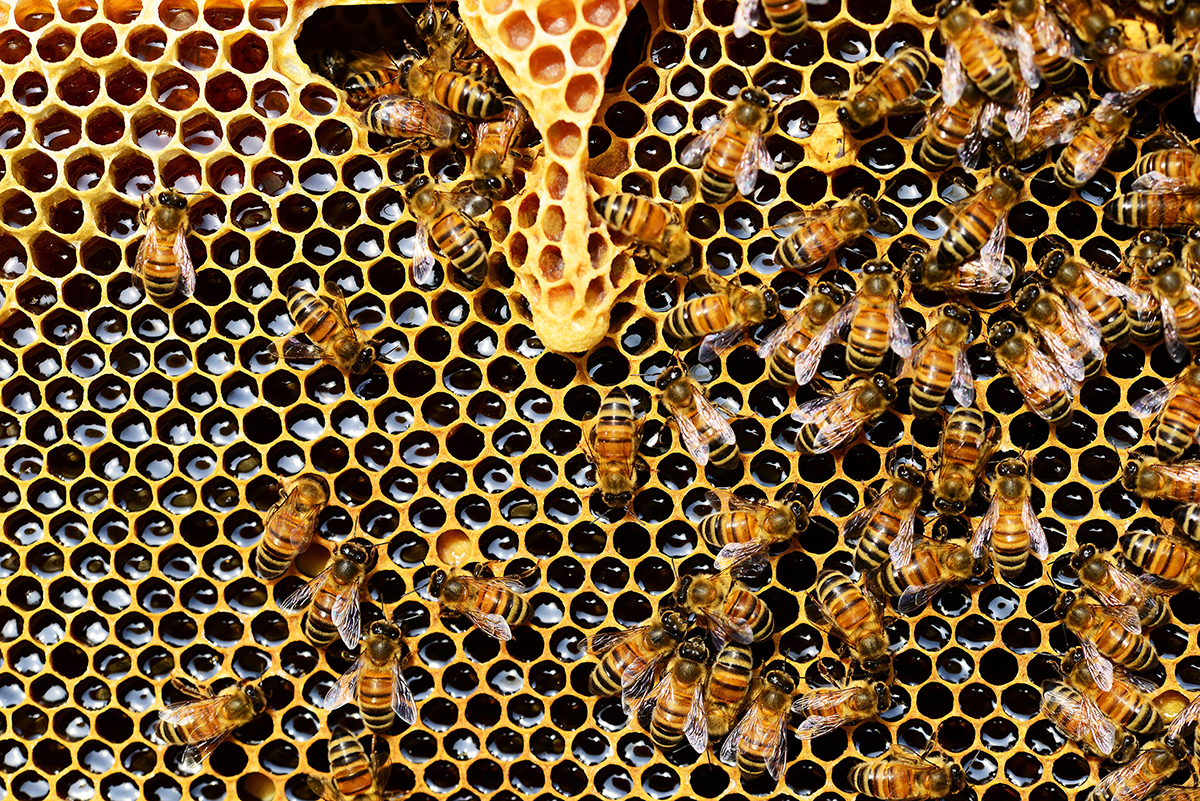 Épisode 19 - L'apiculture urbaine avec Gabriel Gagnon Anctil – Les