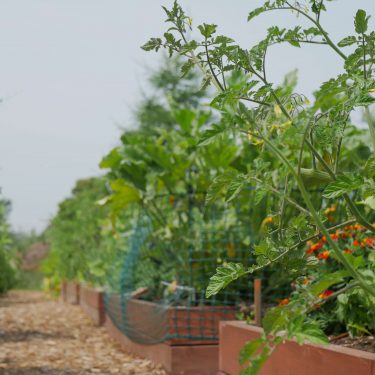 Au premier plan, des plants de tomates. Des lits de culture en arrière, l'un entouré d'un treillis à oiseaux.