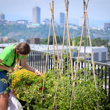 Une horticultrice est pensée sur une rangée de pots remplis de végétaux (tomates, fleurs, poivrons) qui longe une rambarde de balcon. On aperçoit les immeubles du centre-ville de Québec au loin.