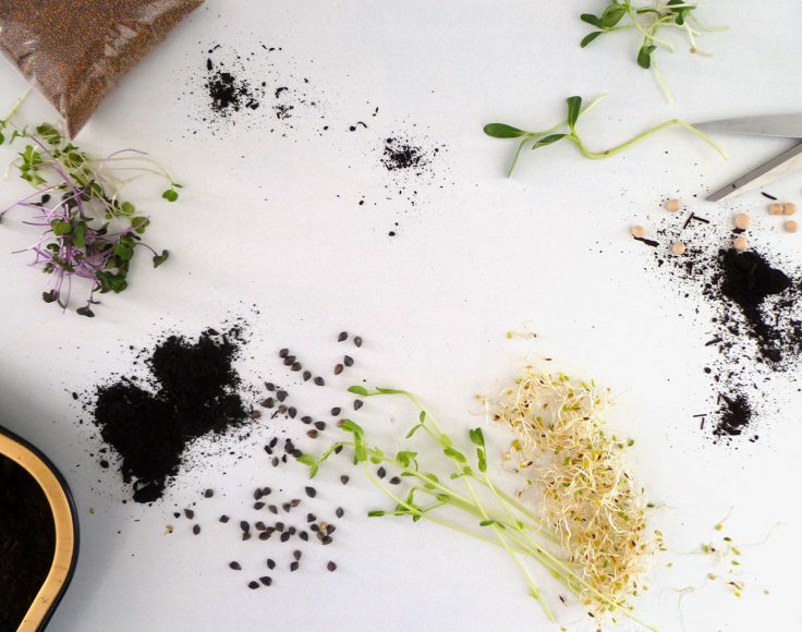 Diverses semences, pousses et germinations éparpillées sur une table blanche avec un peu de terreau