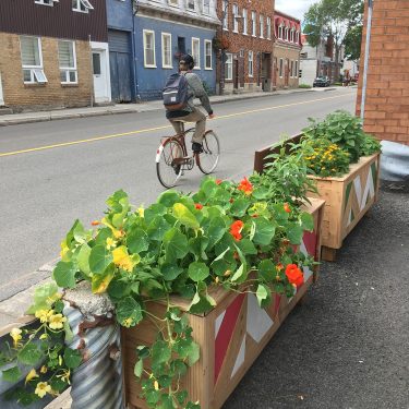 Deux bacs de bois colorés sont remplis de végétaux, dont des capucines, et bordent une rue où passe un homme à vélo.