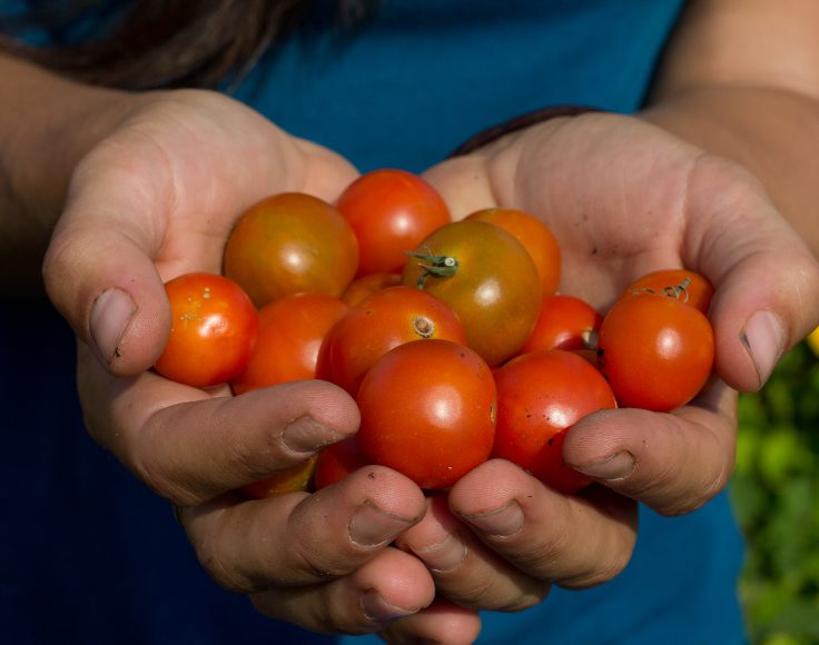 Deux mains en coupe tiennent une poignée de tomates cerises bien rouges.