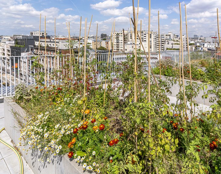 Des fleurs et légumes poussent sur une toiture en plein Paris.