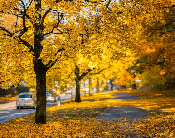 Rangée d'arbres à l'automne, le long d'une rue.