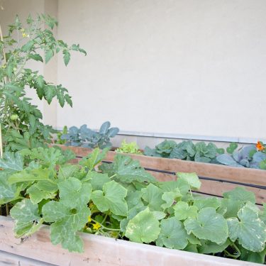 Au premier plan, des cucurbitacées et un plant de tomate dans un long bac de culture en bois. Un autre bac similaire à l'arrière contenant des choux et des fleurs.