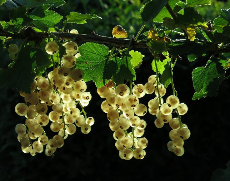 Grappes de groseilles blanches pendant d'une branche