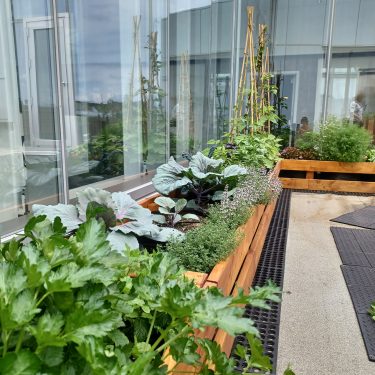 Longue bordure de végétaux comestibles dans un bac de bois teint longeant les murs de vitre d'une terrasse.