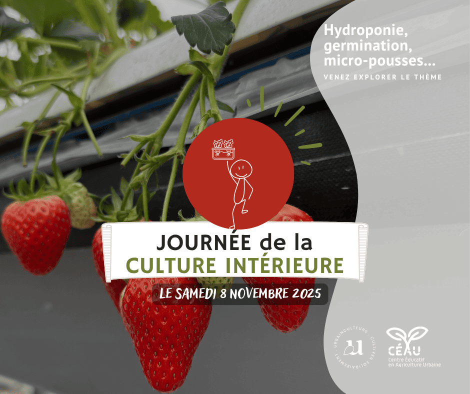 Des fraises en culture intérieur, hydroponie issu de l'agriculture urbaine