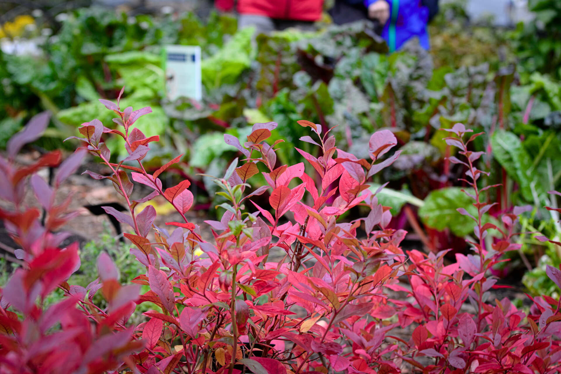 Bleuetier haie comestible, agriculture urbaine