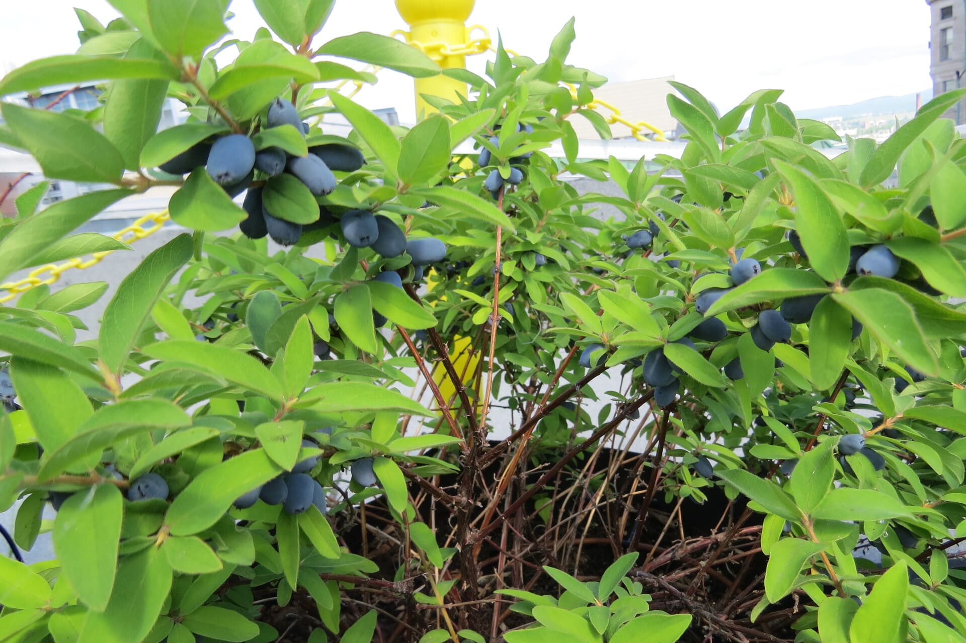 Camerisier haie comestible fruitière en agriculture urbaine